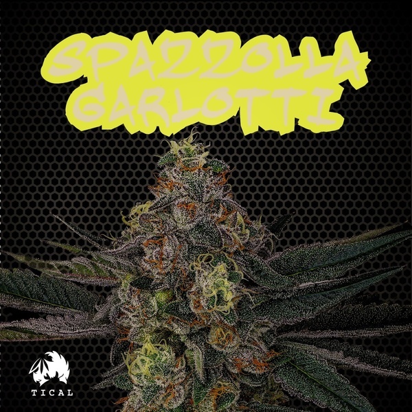 Spazzola Garletti (TICAL) feminizowane