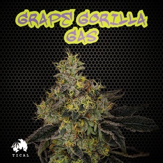 Grape Gorilla Gas (TICAL) feminizowane