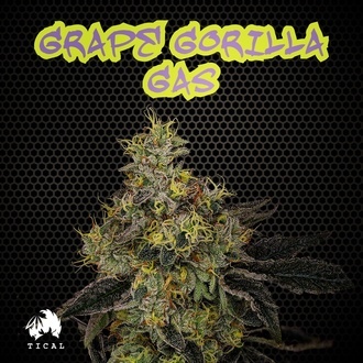 Grape Gorilla Gas (TICAL) feminizowane