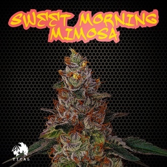 Sweet Morning Mimosa (TICAL) feminizowane