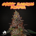 Sweet Morning Mimosa (TICAL) feminizowane