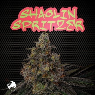 Shaolin Spritzer (TICAL) feminizowane