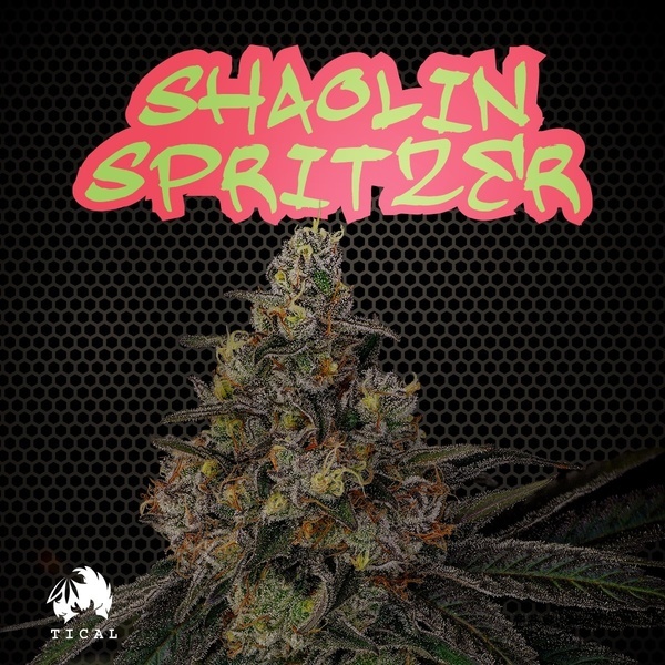 Shaolin Spritzer (TICAL) feminizowane