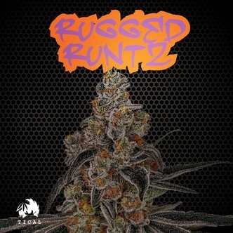 Rugged Runtz (TICAL) feminizowane