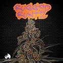 Rugged Runtz (TICAL) feminizowane