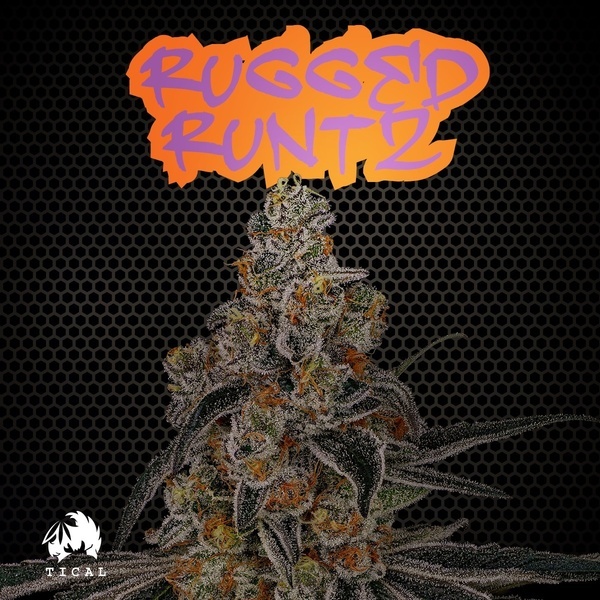 Rugged Runtz (TICAL) feminizowane