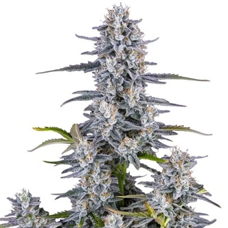 Super Boof Automat (FastBuds) nasiona marihuany feminizowane