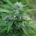 Mongolia THC Free (World of Seeds) feminizowane