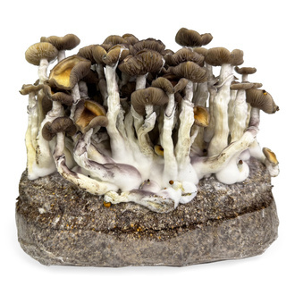 Torba Zamnesia Ready-2-Grow „Golden Teacher”