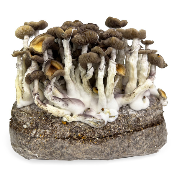 Torba Zamnesia Ready-2-Grow „Golden Teacher”