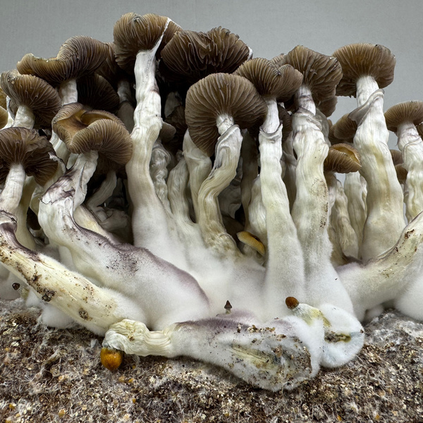 Torba Zamnesia Ready-2-Grow „Golden Teacher”