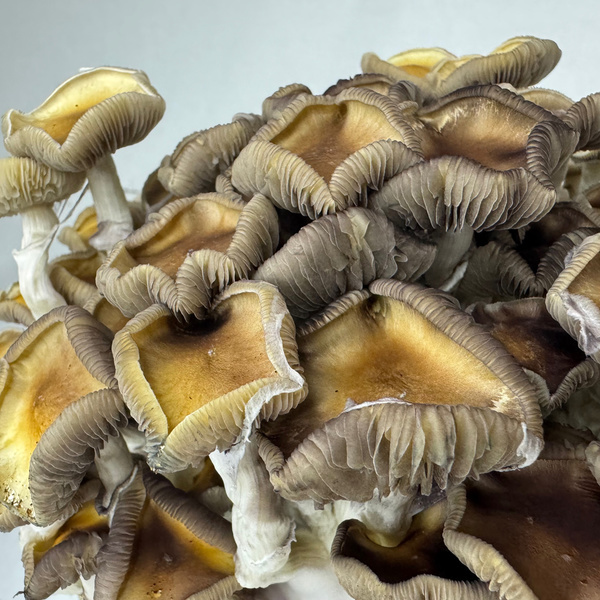 Torba Zamnesia Ready-2-Grow „Golden Teacher”