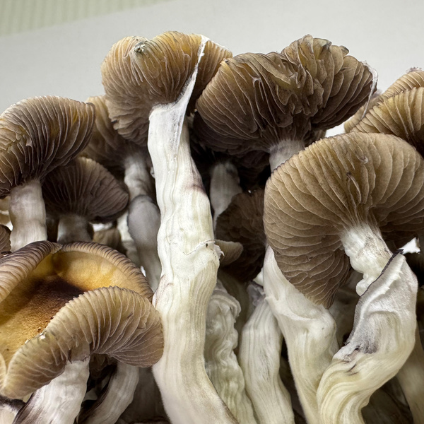 Torba Zamnesia Ready-2-Grow „Golden Teacher”