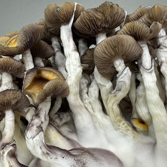 Torba Zamnesia Ready-2-Grow „Golden Teacher”