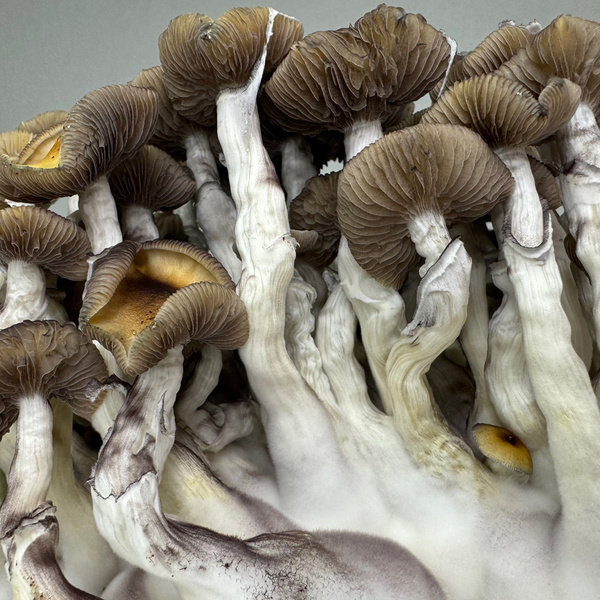 Torba Zamnesia Ready-2-Grow „Golden Teacher”