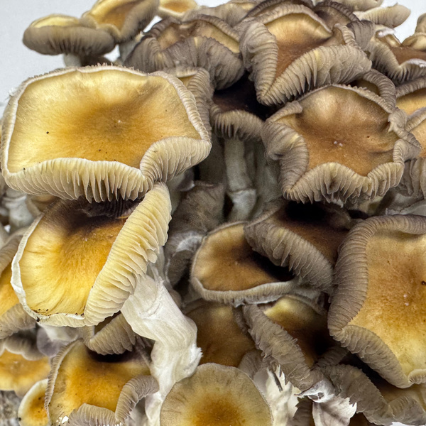 Torba Zamnesia Ready-2-Grow „Golden Teacher”