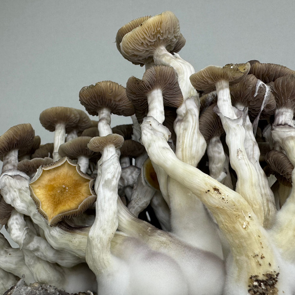 Torba Zamnesia Ready-2-Grow „Golden Teacher”