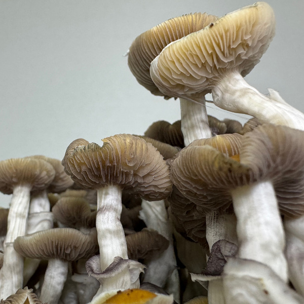 Torba Zamnesia Ready-2-Grow „Golden Teacher”