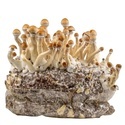 Torba Zamnesia Ready-2-Grow „Golden Teacher”