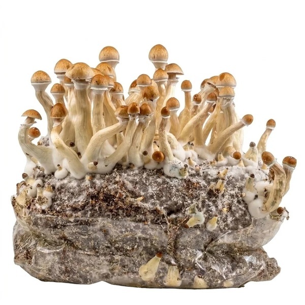 Torba Zamnesia Ready-2-Grow „Golden Teacher”