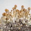 Torba Zamnesia Ready-2-Grow „Golden Teacher”