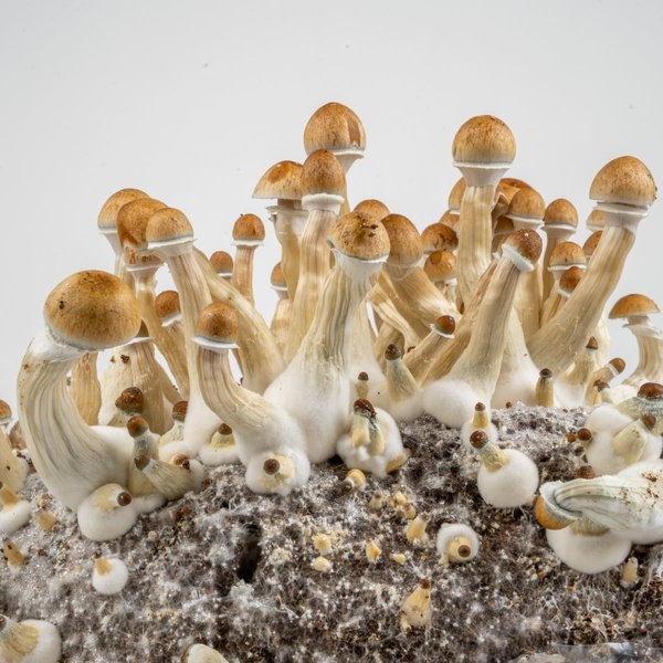 Torba Zamnesia Ready-2-Grow „Golden Teacher”