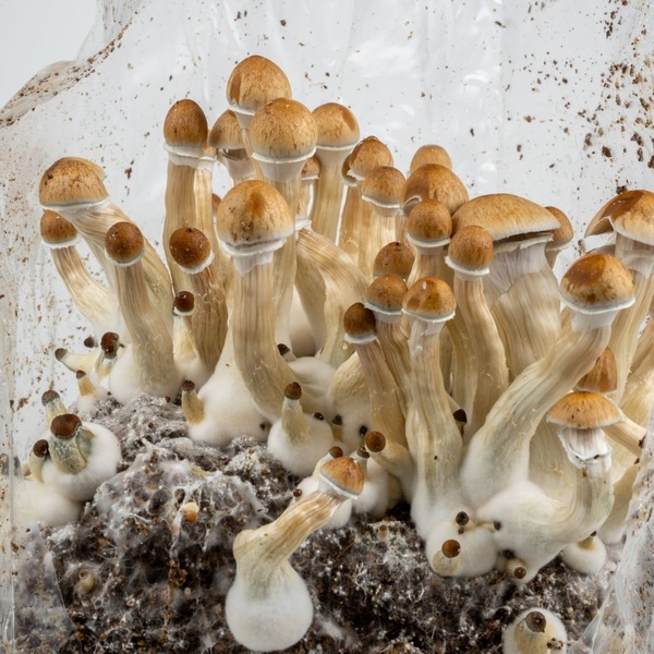 Torba Zamnesia Ready-2-Grow „Golden Teacher”