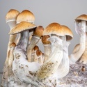Torba Zamnesia Ready-2-Grow „Golden Teacher”