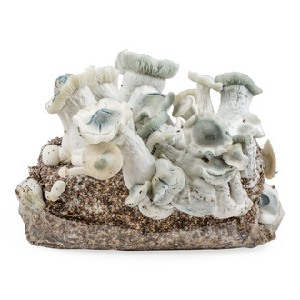 Zamnesia Ready-2-Grow Bag „APE”