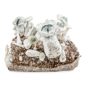 Zamnesia Ready-2-Grow Bag „APE”