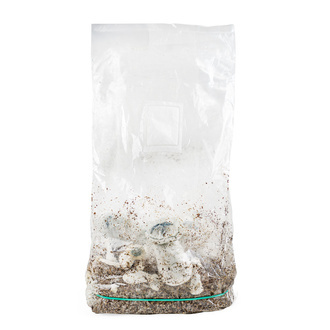 Zamnesia Ready-2-Grow Bag „APE”