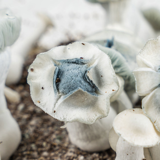 Zamnesia Ready-2-Grow Bag „APE”