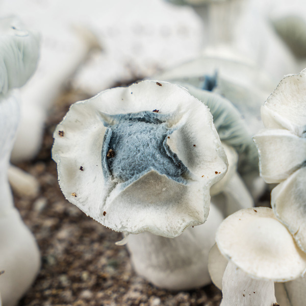 Zamnesia Ready-2-Grow Bag „APE”