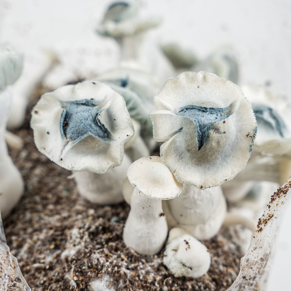 Zamnesia Ready-2-Grow Bag „APE”