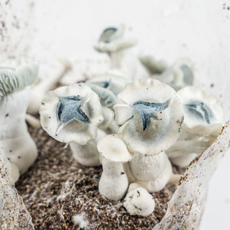 Zamnesia Ready-2-Grow Bag „APE”