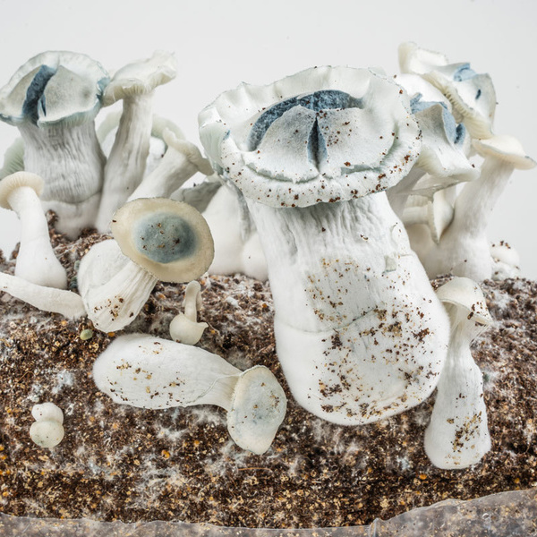 Zamnesia Ready-2-Grow Bag „APE”