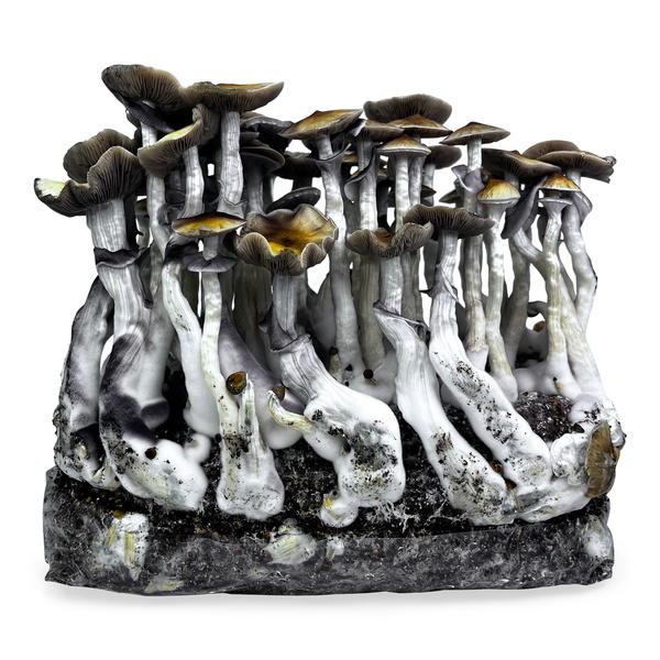 Torba Zamnesia Ready-2-Grow „McKennaii”