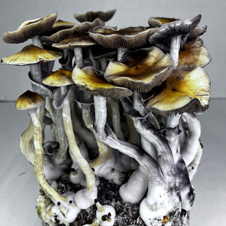 Torba Zamnesia Ready-2-Grow „McKennaii”