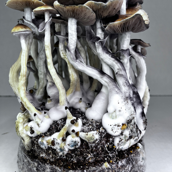 Torba Zamnesia Ready-2-Grow „McKennaii”