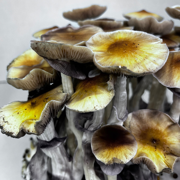 Torba Zamnesia Ready-2-Grow „McKennaii”