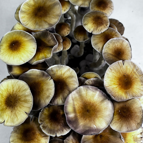 Torba Zamnesia Ready-2-Grow „McKennaii”