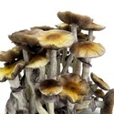Torba Zamnesia Ready-2-Grow „McKennaii”