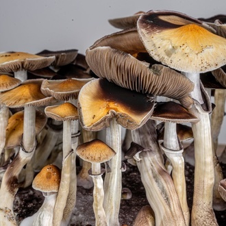 Torba Zamnesia Ready-2-Grow „McKennaii”