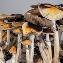 Torba Zamnesia Ready-2-Grow „McKennaii”
