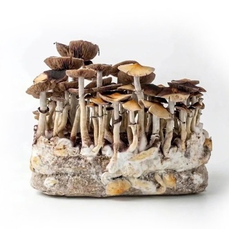 Torba Zamnesia Ready-2-Grow &bdquo;McKennaii&rdquo;