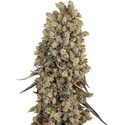 Atomic Blue Dream (Sensi Seeds) nasiona marihuany feminizowane