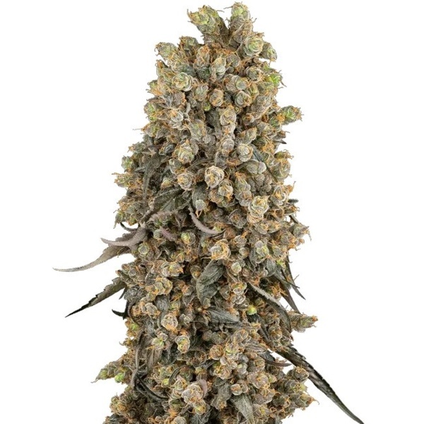 Atomic Blue Dream (Sensi Seeds) nasiona marihuany feminizowane