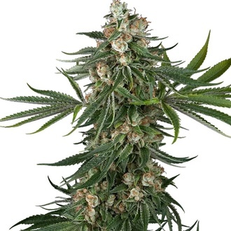 Fallout OG (White Label) feminizowane