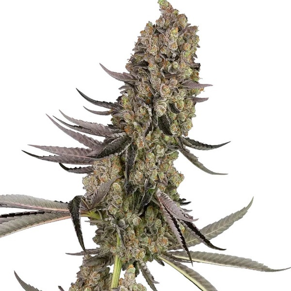 Vlad the Inhaler (White Label) feminizowane