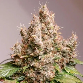 Auto Red Tropicana Cookies (Dutch Passion) feminizowane